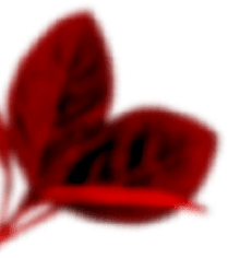 Animation Image