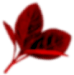 Animation Image